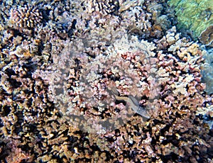 Morey eel swimming among the coral reef in the ocean