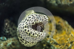 Morey ell in the sea