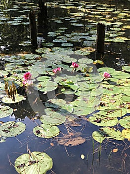 Morgan County Alabama Aquatic Plants on Pond with Pink Flowers - Waterlilies