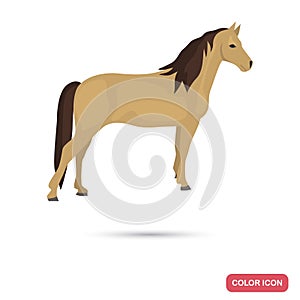 Morgan horse color flat icon photo