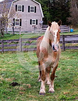 Morgan Horse in pasture photo