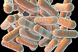 Morganella morganii bacteria