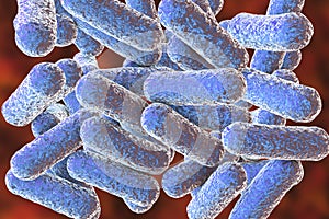 Morganella morganii bacteria