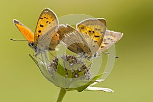 Morgenrood, Scarce Copper, Lycaena virgaureae