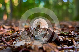 Pilz Wald 