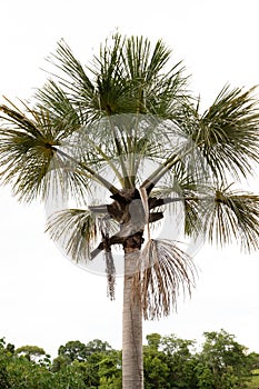 Moriche Palm Tree