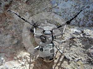 Morimus asper funereus photo