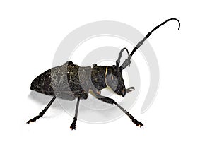 Morimus asper longhorn beetle photo