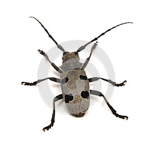 Morimus funereus beetle