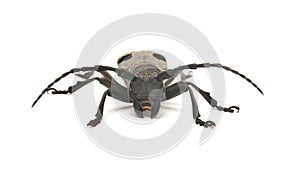 Morimus funereus beetle