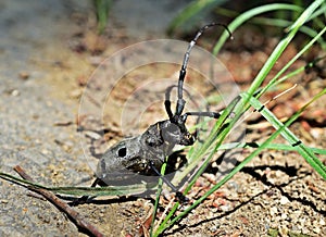 Morimus funereus in the Mecsek