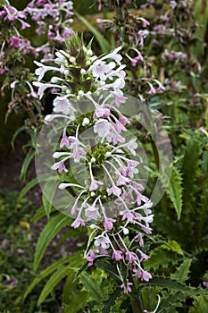 Morina longifolia