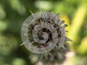 Morina longifolia whorlflower plant flower close up