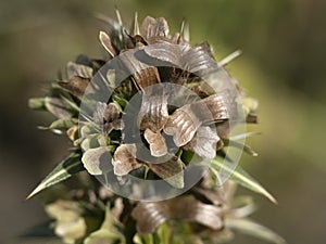 Morina longifolia whorlflower plant flower close up