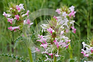 Morina longifolia, a wildflower