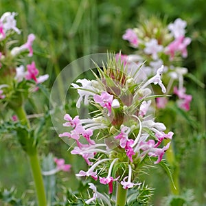 Morina longifolia, a wildflower