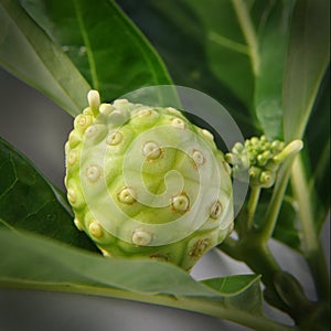 Morinda Citrifolia