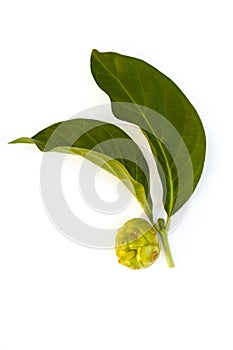 Morinda citrifolia also know as cheese fruit