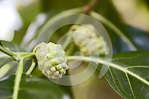 Morinda citrifolia fruit