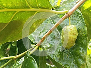 MORINDA CITRIFOLIA in the graden