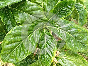 MORINDA CITRIFOLIA in the graden