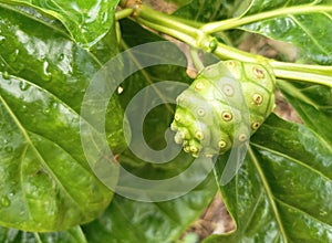 MORINDA CITRIFOLIA in the graden