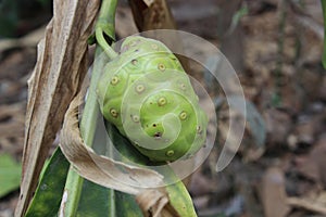 Morinda citrifolia or great morinda, indian mulberry, noni, chesee fruit, mengkudu, on the tree