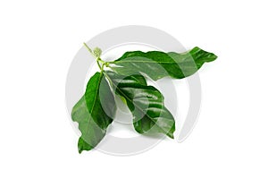 Morinda citrifolia leaves isolated on white