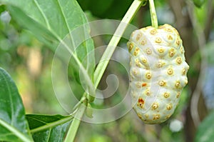 Morinda citrifolia or noni fruit