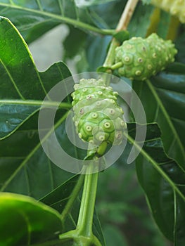 Morinda citrifolia or Noni fruit on tree nice country food Local style with high vitamin