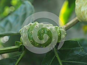 Morinda citrifolia or Noni fruit on tree nice country food Local style with high vitamin