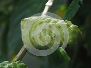 Morinda citrifolia or Noni fruit on tree nice country food Local style with high vitamin