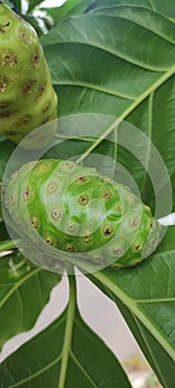 Morinda citrisfroida Fruits in the Garden