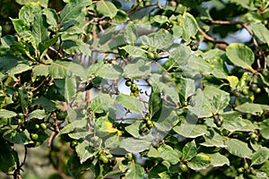 Morinda Species Tree with Fruits and Large Broad Leaves