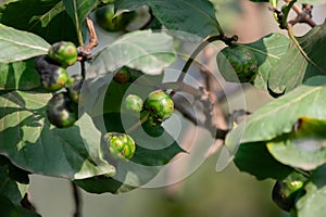 Morinda Species Tree with Fruits and Large Broad Leaves