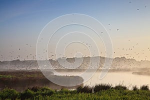 Moring landscape with lots of birds