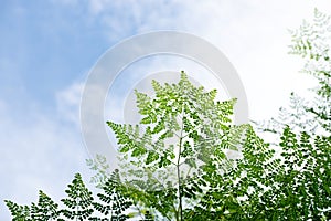 Moringa branch green leaves on the sky background