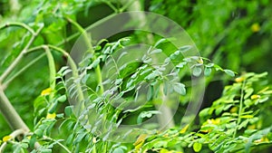 Moringa dried leaves are made into tea to drink and can inhibit various swelling