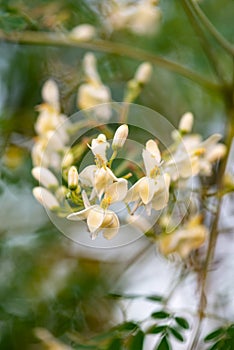 Moringa flowers close moringa oleifera blossom tree super food medicinal
