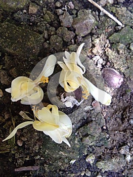 Moringa flowers