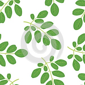 Moringa green leaves seamless pattern. Vector illustration of moringa oleifera branch Isolated on white background.