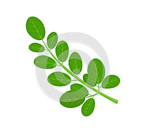 Moringa Green Plant and Leaves photo