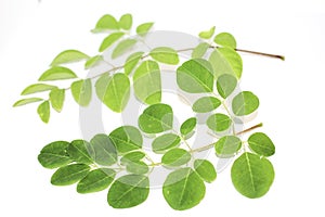 Moringa leaf