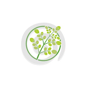 Moringa leaf illustration