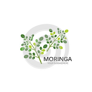 Moringa leaf illustration