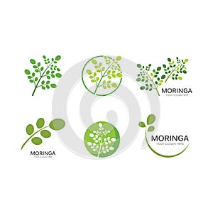 Moringa leaf illustration