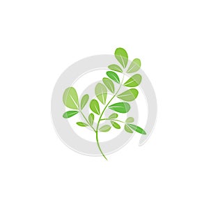Moringa leaf illustration vector template