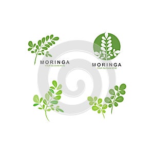Moringa leaf illustration vector template