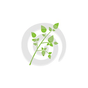 Moringa leaf illustration vector template