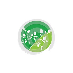 Moringa leaf illustration vector template